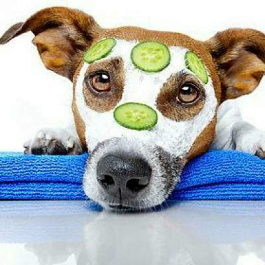 Logo for 2 Peas In A Pod Pet Care