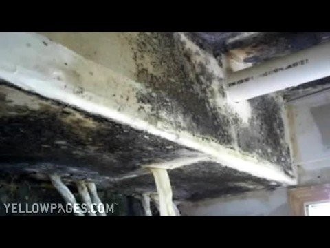 Mold Damage