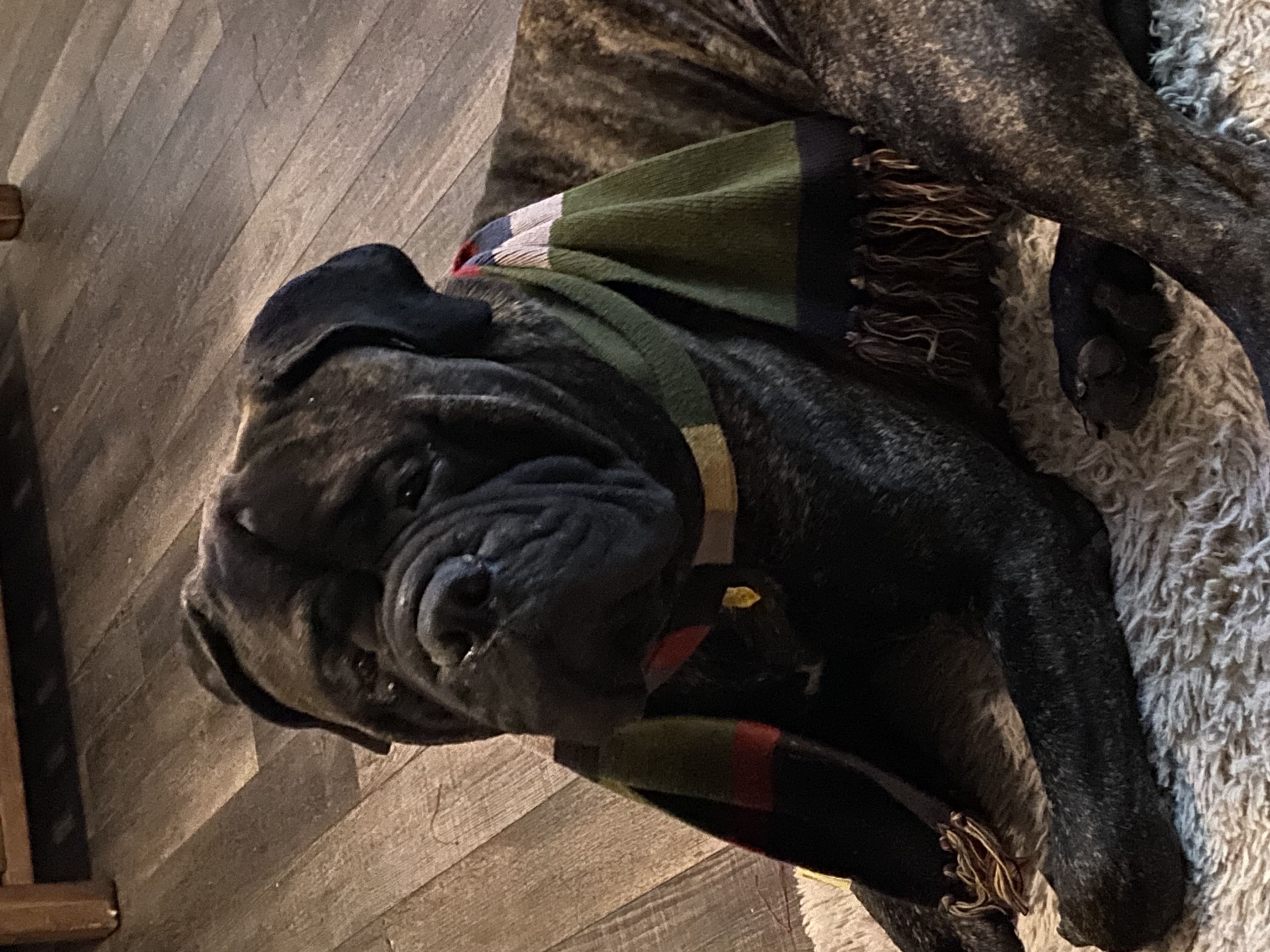 Avatar for Walter’s handyman service