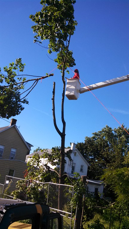 Tree Service