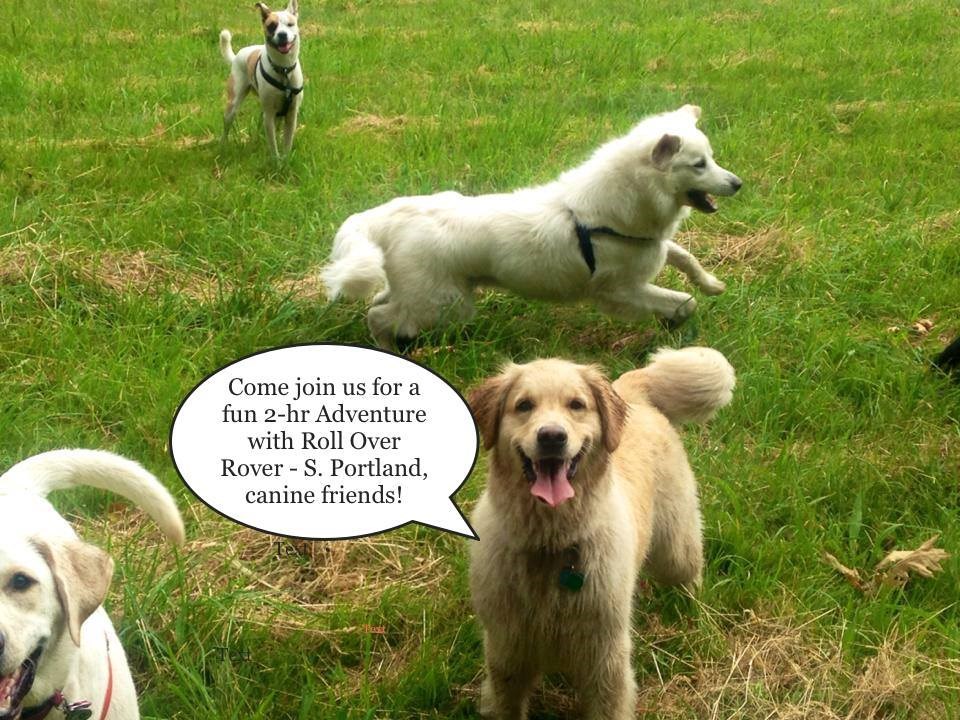 Lily knows how much fun our off-leash group Adventures are!