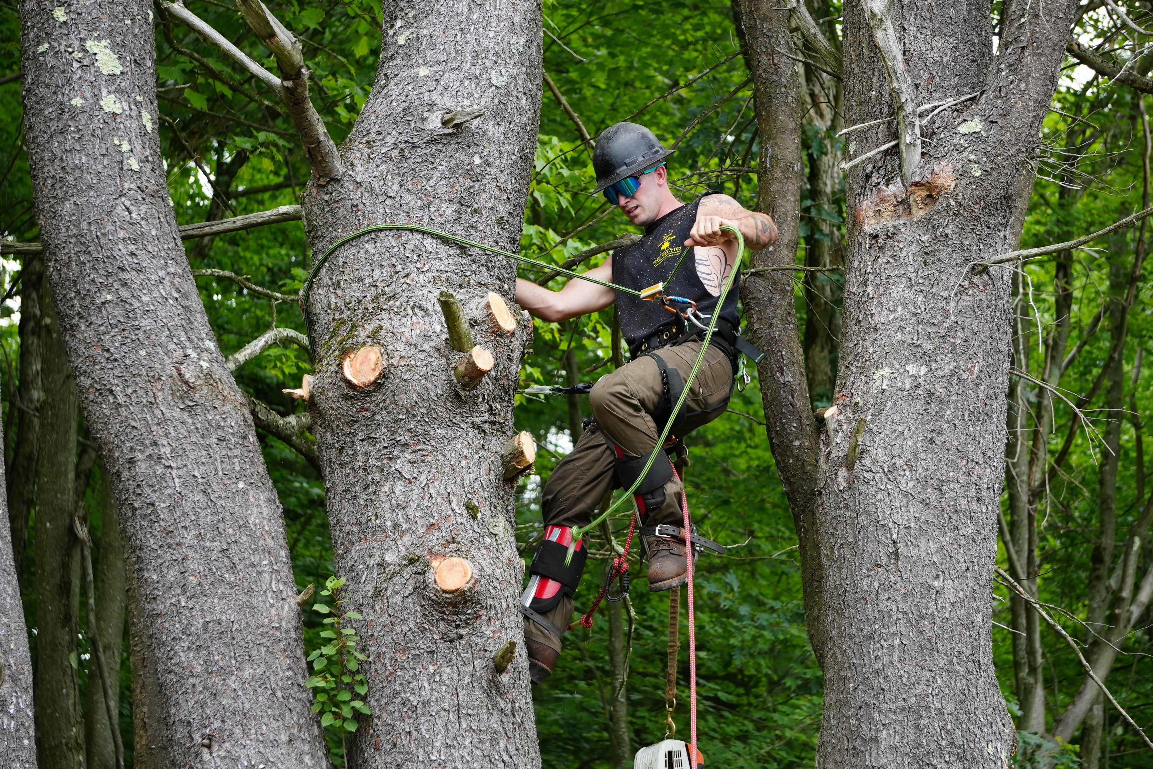 Avatar for Mack Tree Service