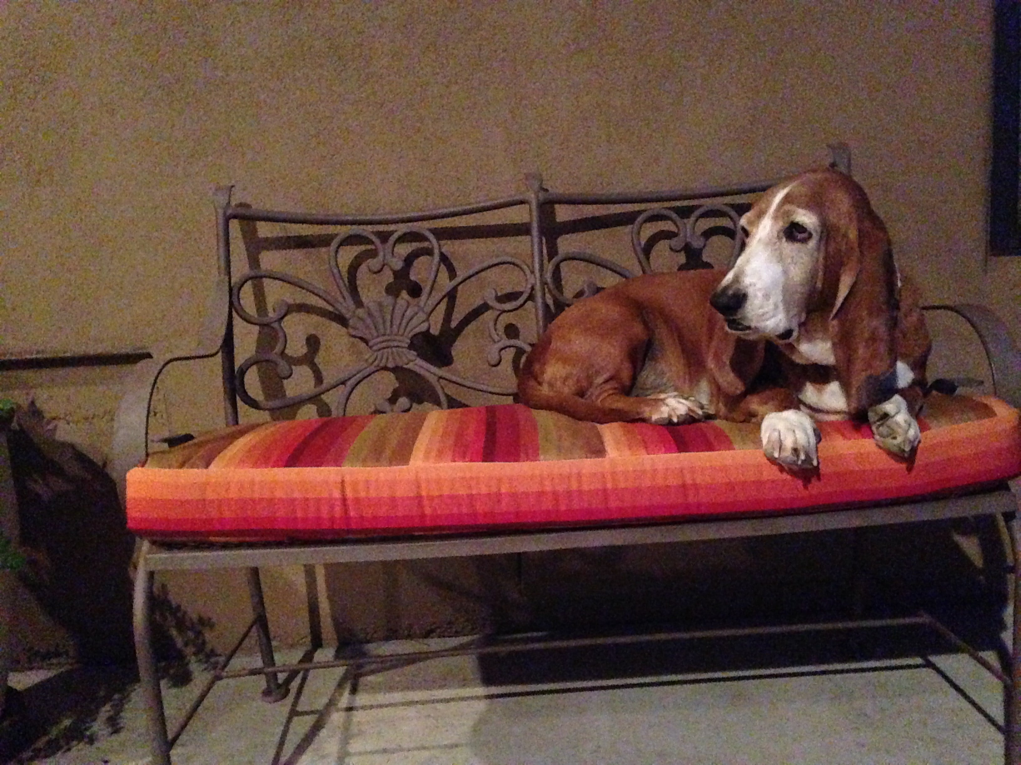 Avatar for Daphne's Covershop