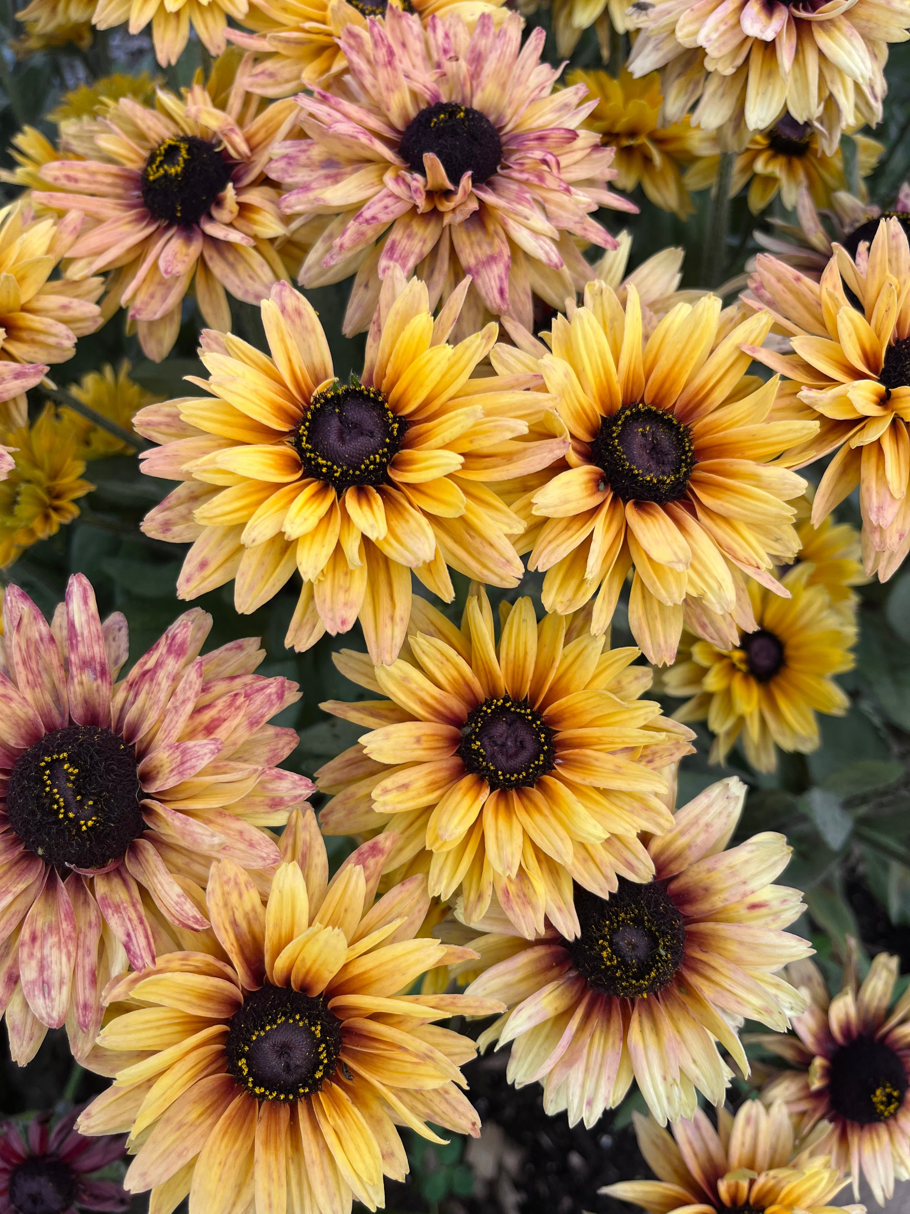 Avatar for Meranda Reynolds