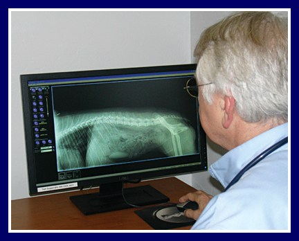 Viewing Digital Radiographs