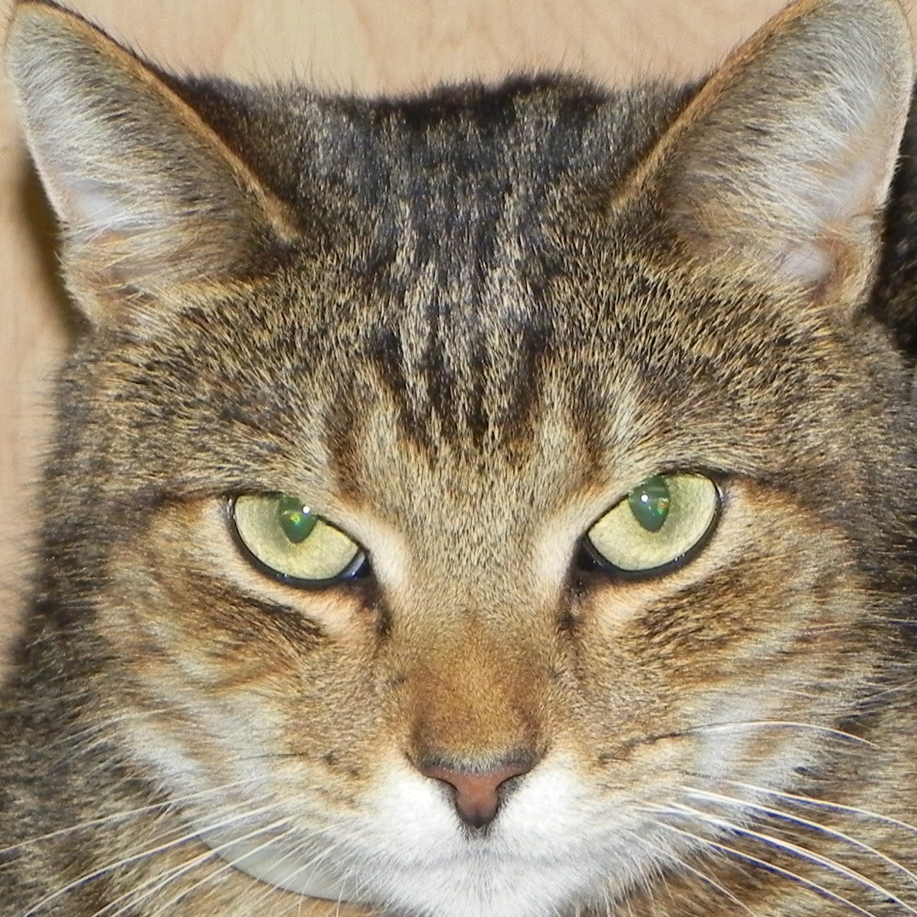 Avatar for Dusty Attic