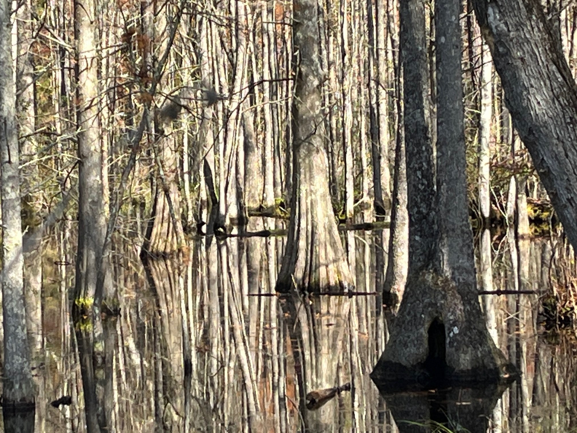 Avatar for Williamsburg Land Solutions