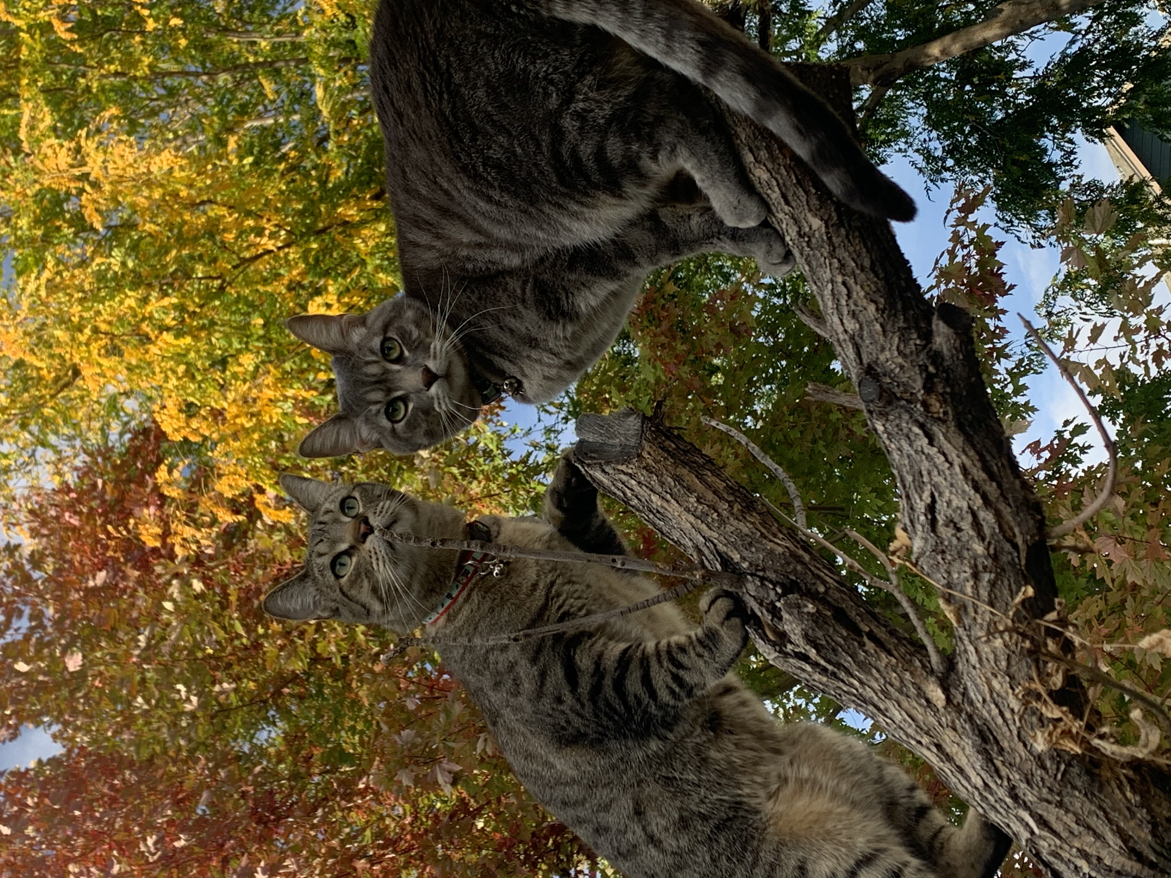 Avatar for Schiff Tech