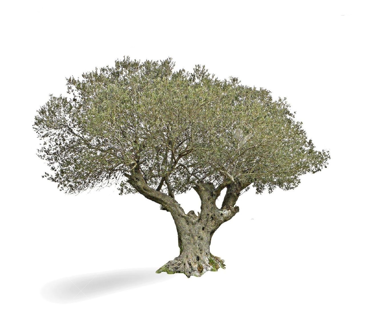 Oliveira Landscape & Design logo