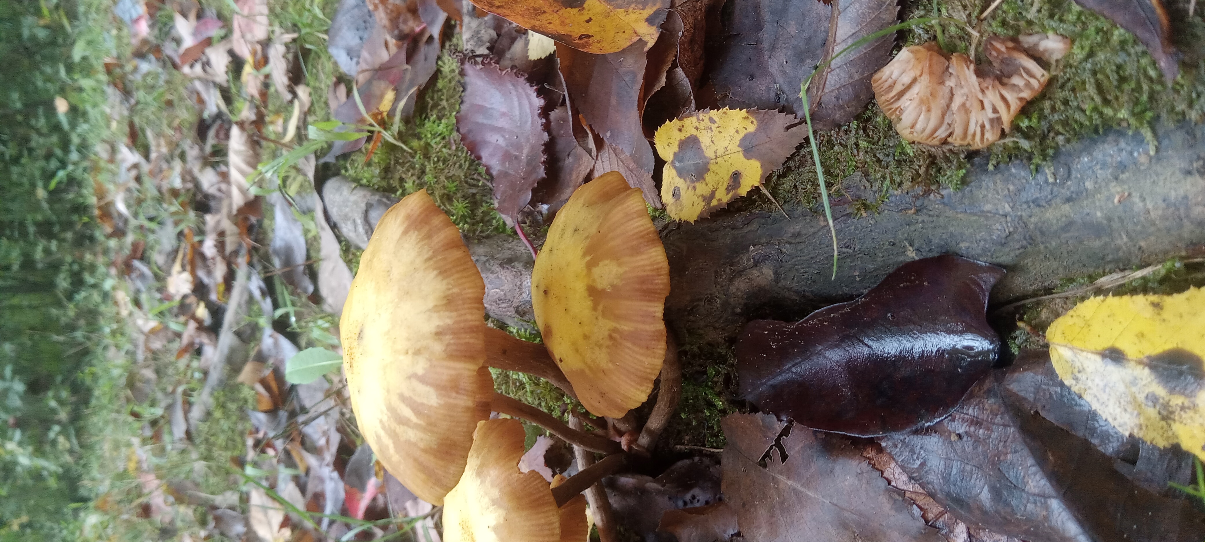 Avatar for Virginia roots