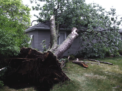 Tree Damage to Home