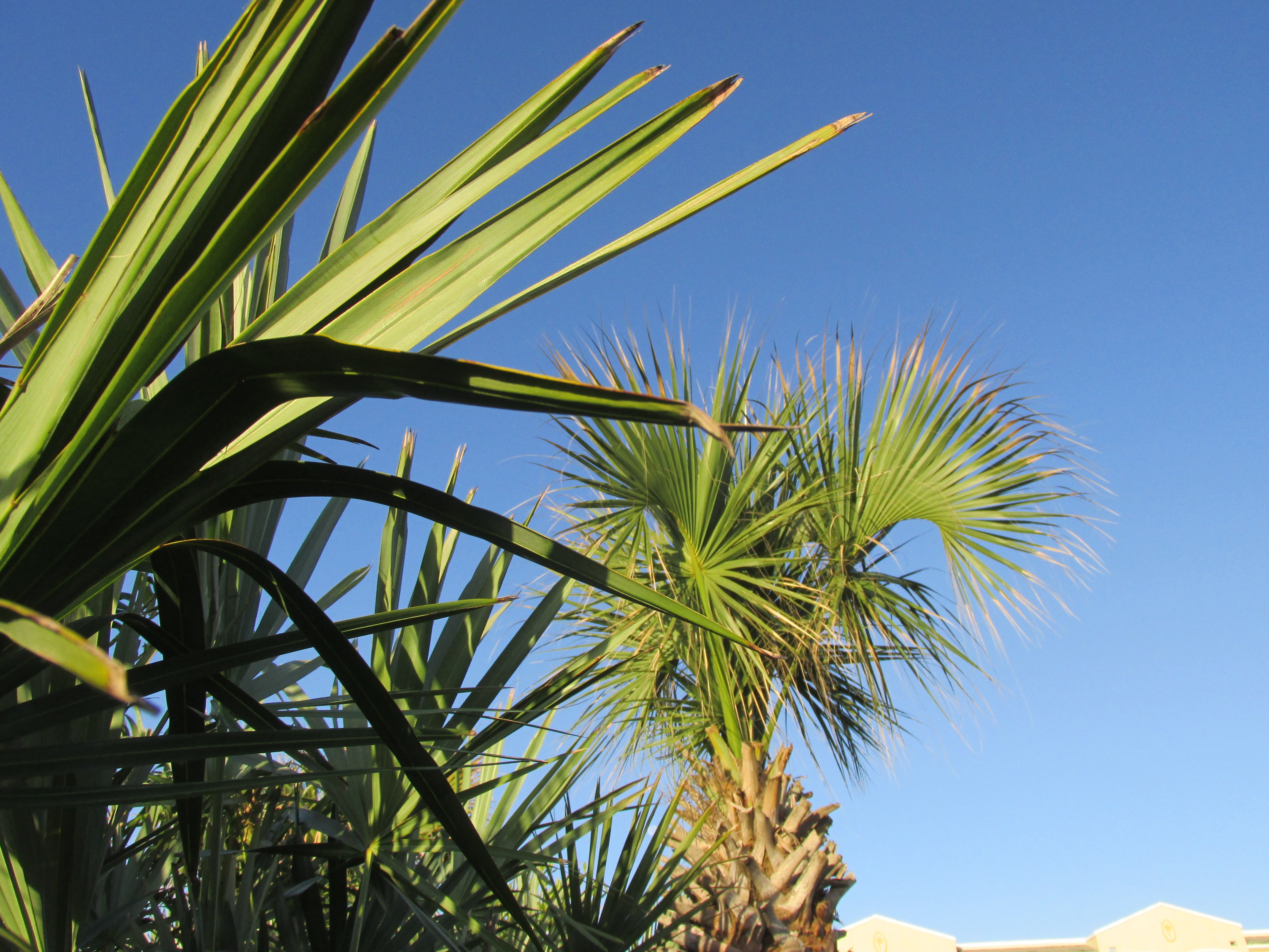 Avatar for joey denoyer