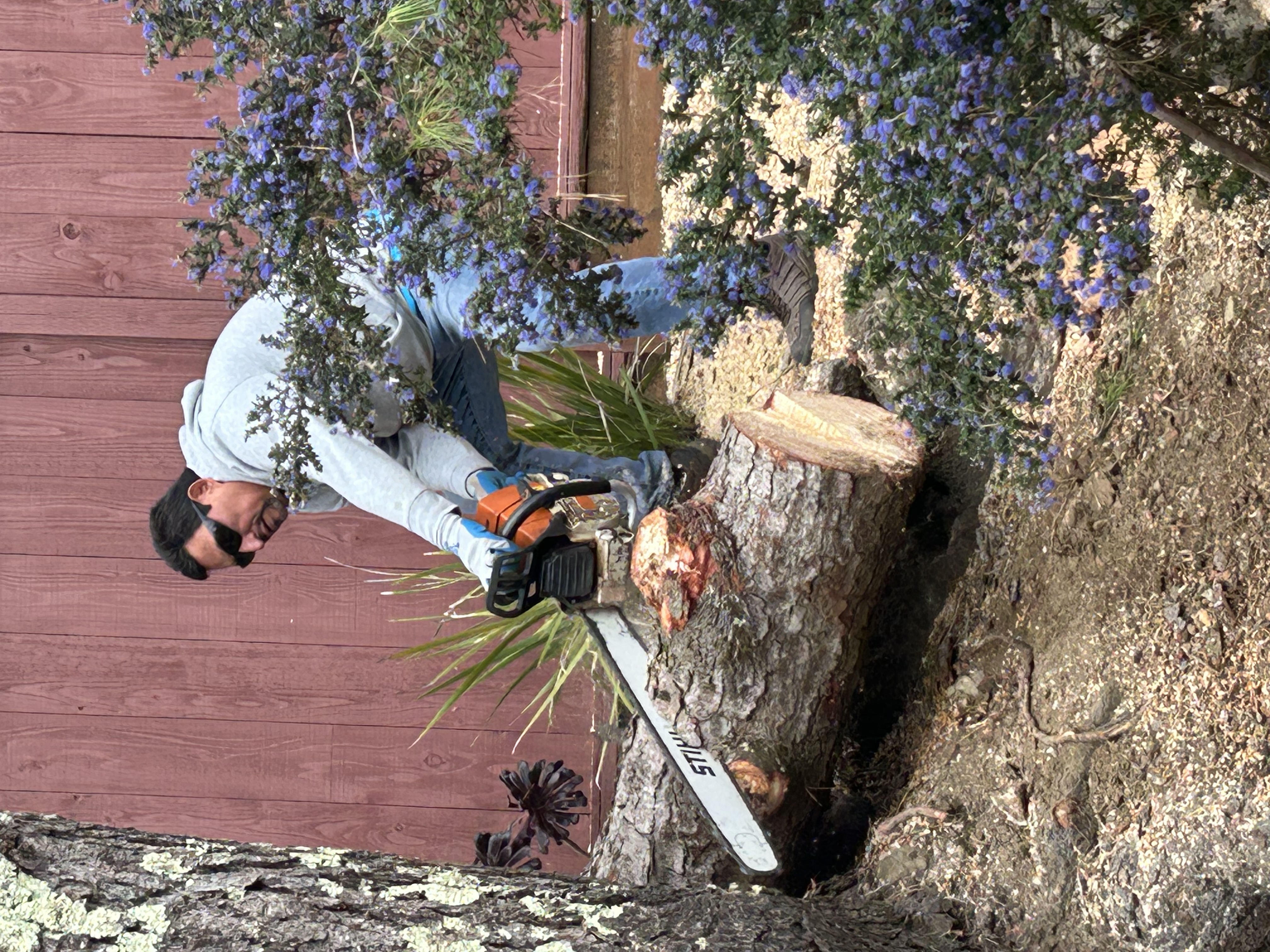 Avatar for Victor Tree Service