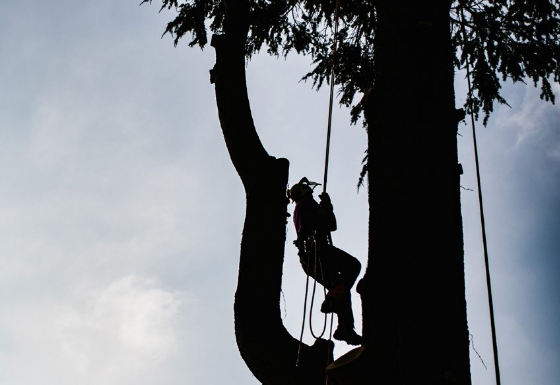 Avatar for D&J tree care