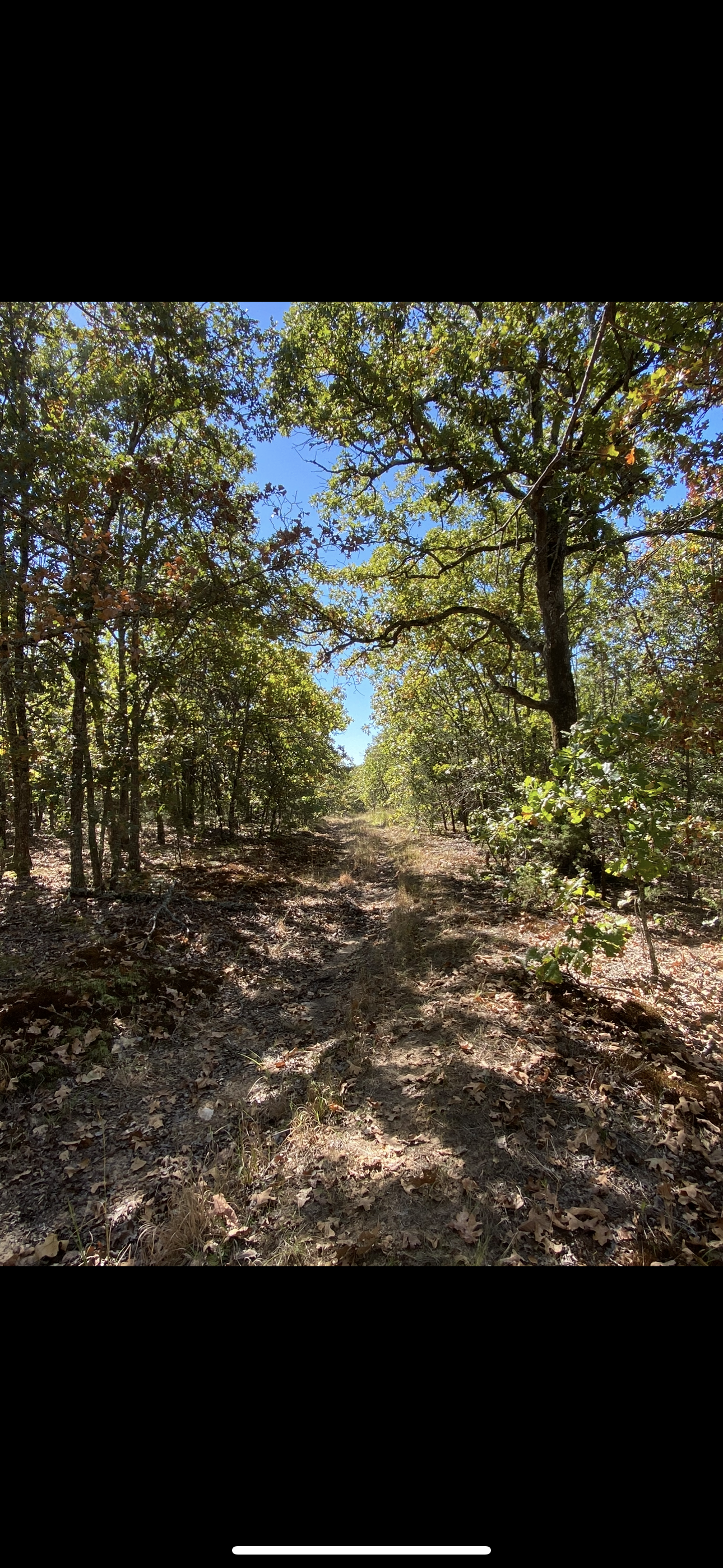 Avatar for Austin Van Buren