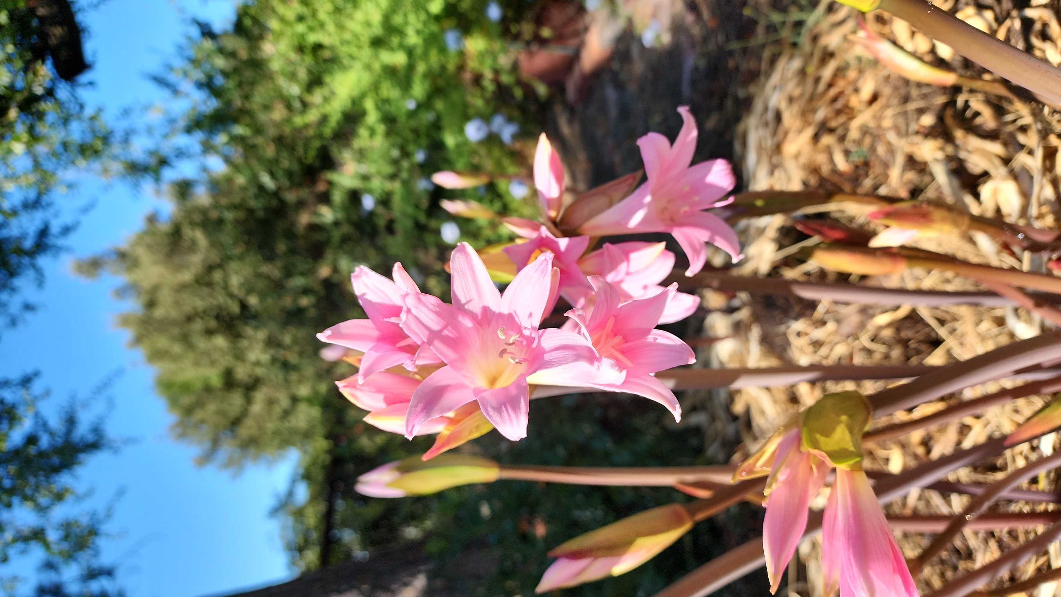 Avatar for Santa Cruz