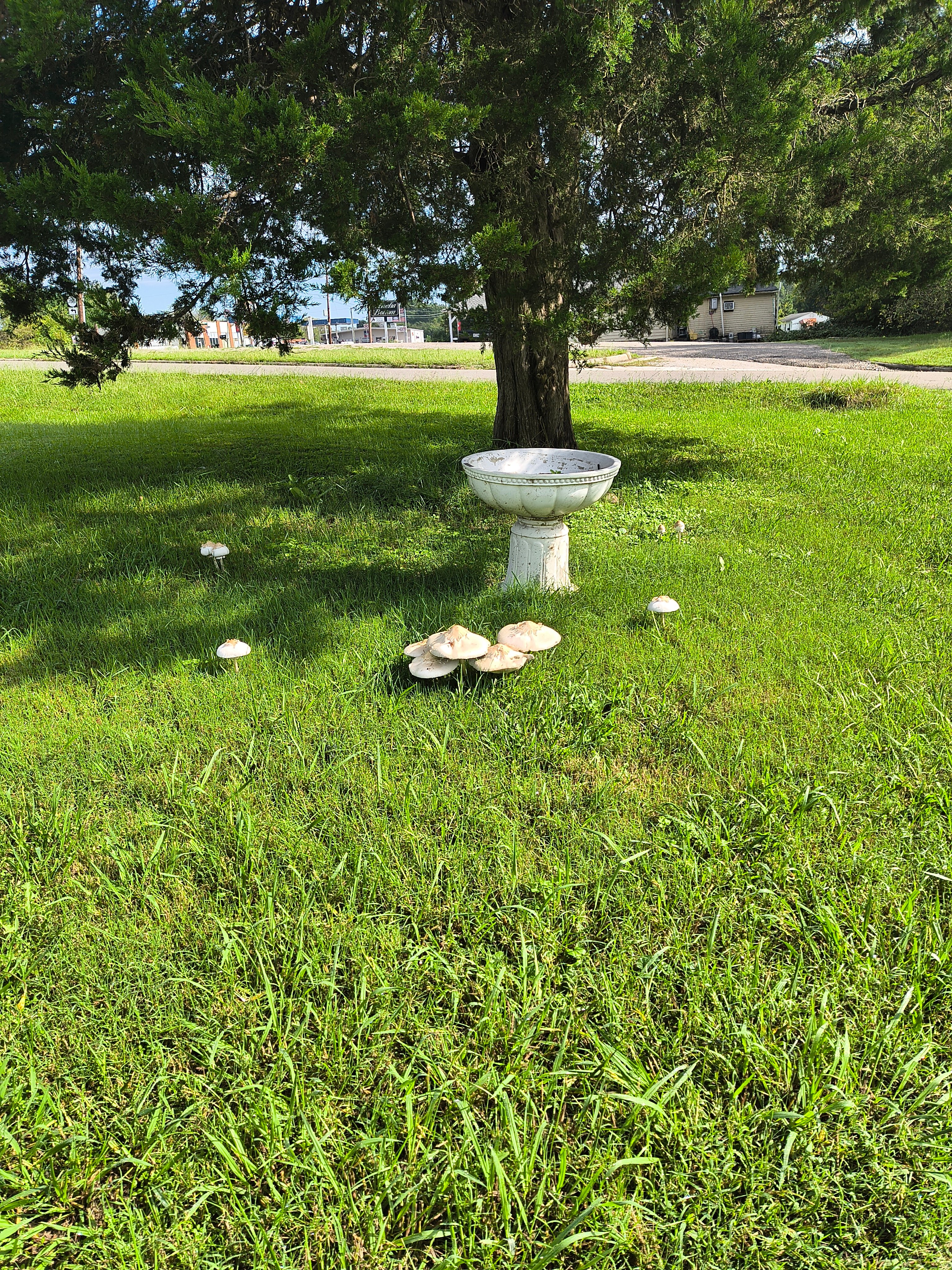 Avatar for Jays leaf removal