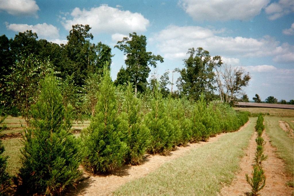 B&B Tree Farm