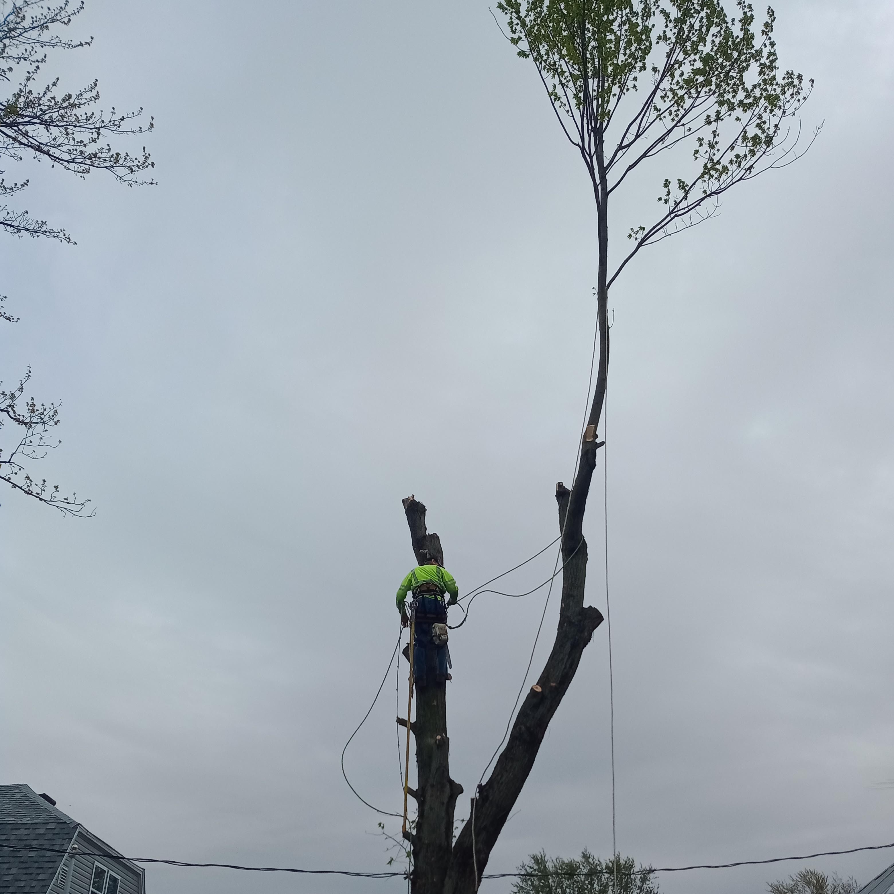 Avatar for HEASTONS TREE CARE