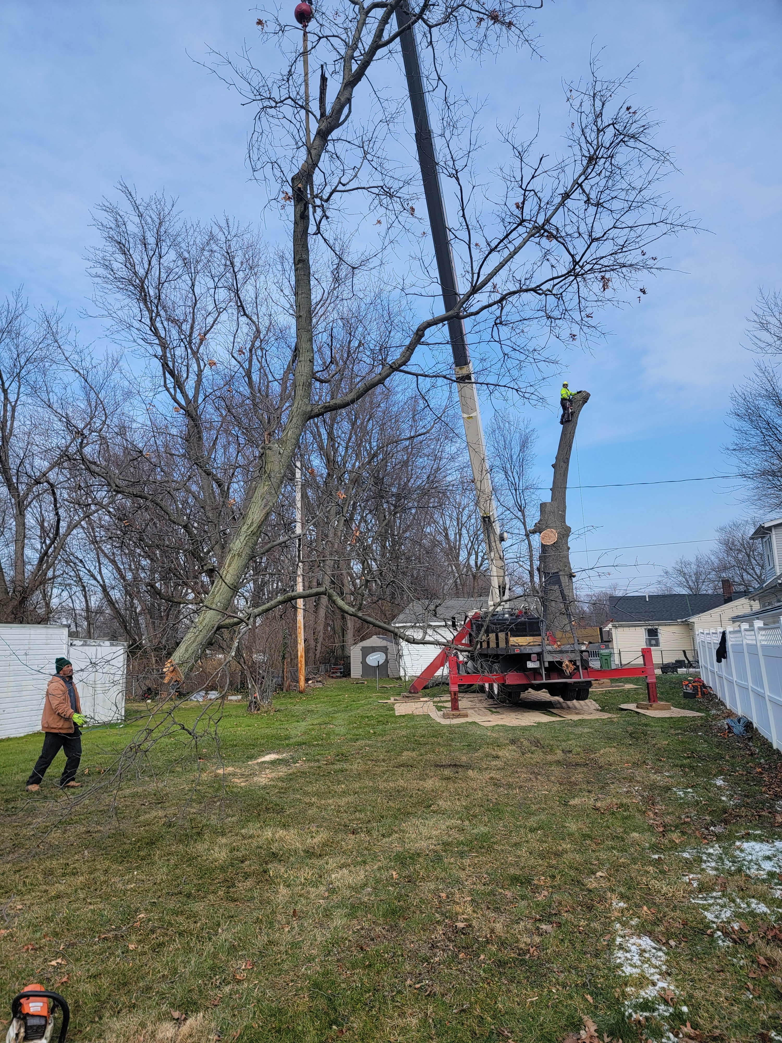 Avatar for Borris Tree LLC