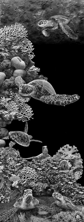 Honu Ohana