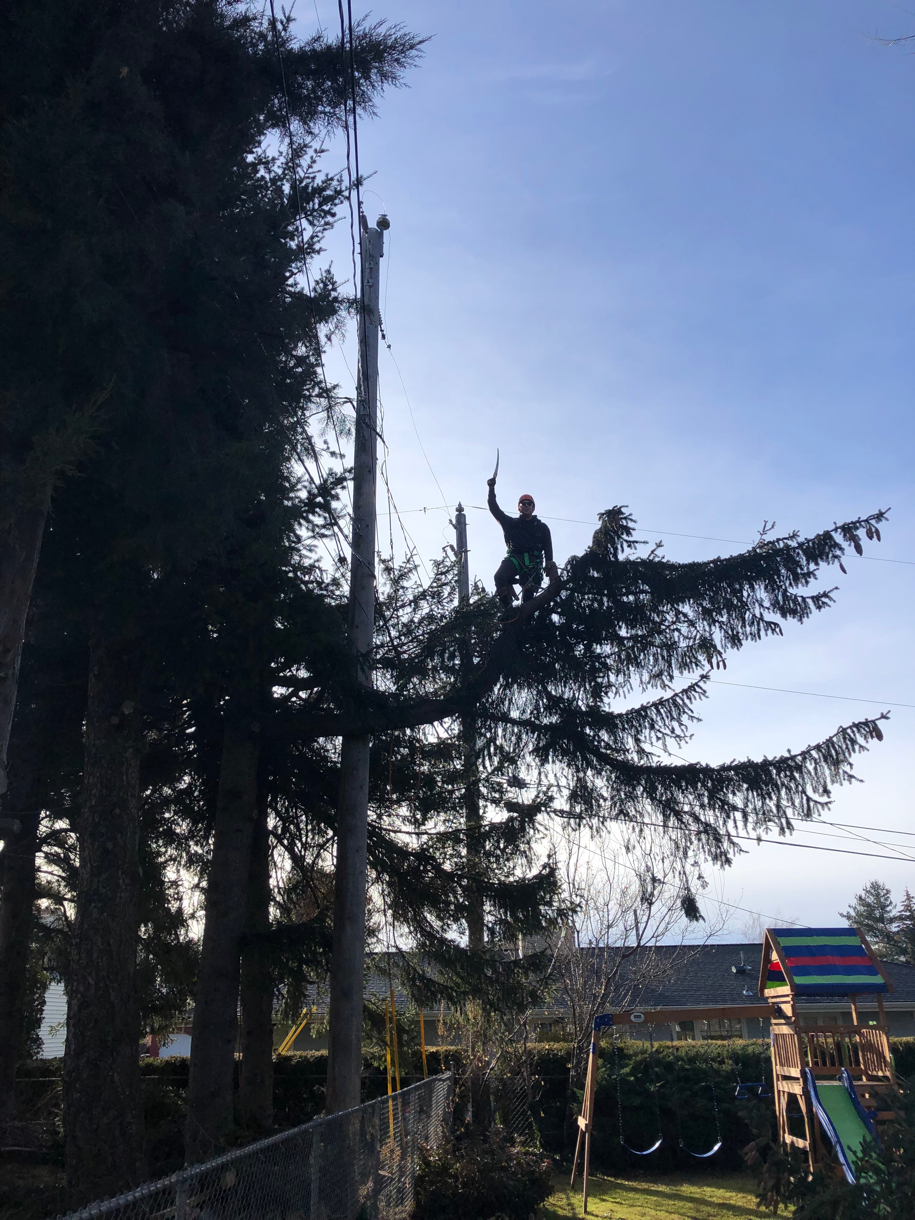 Avatar for Matts tree service