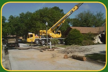 Tree Removal