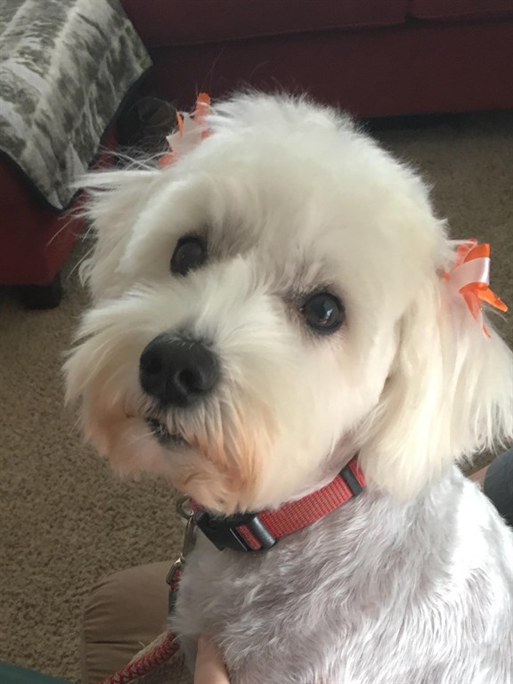 Schnauzer, a real sweetie