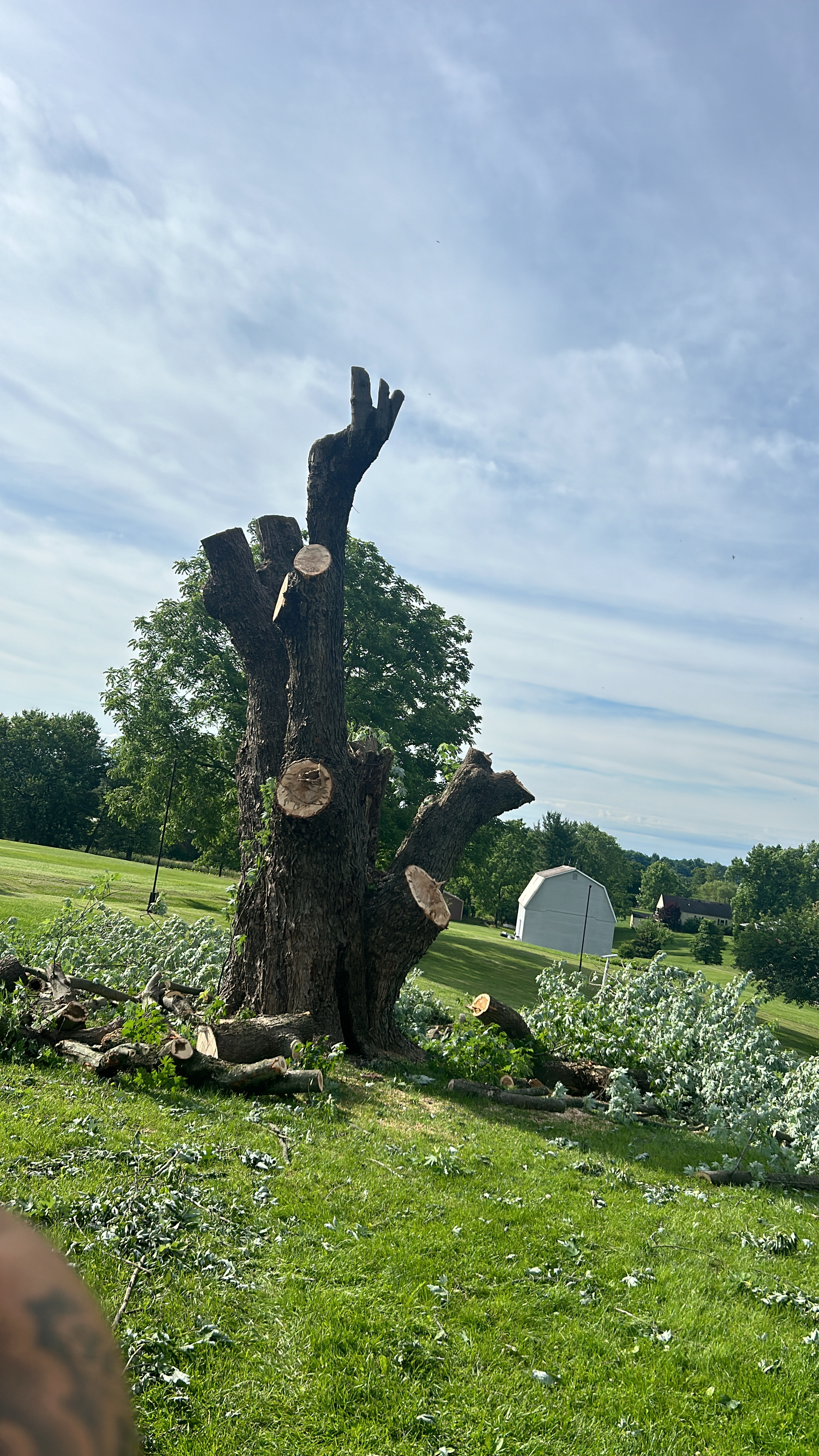 Avatar for Tree and Debri