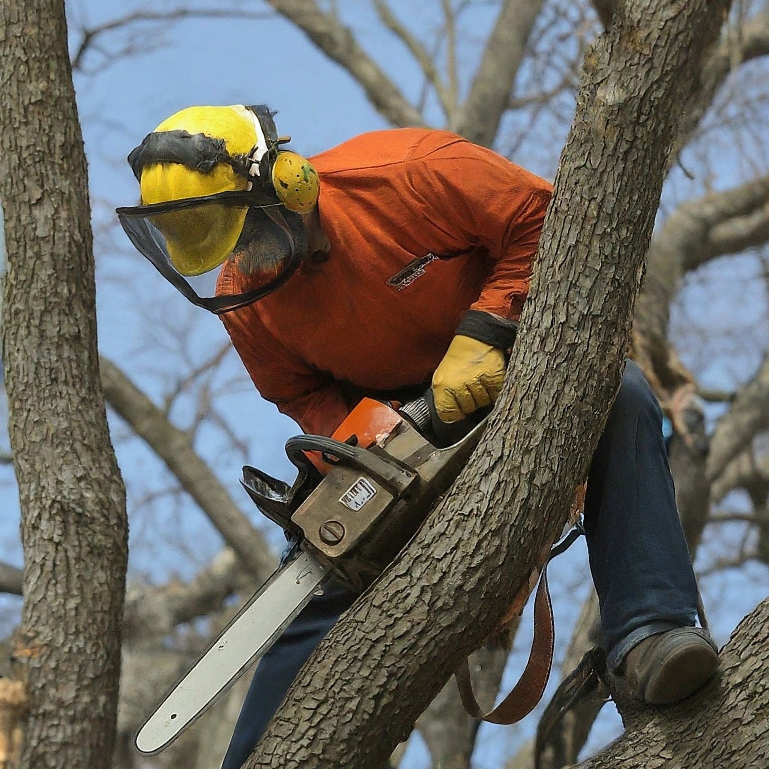 Avatar for dentons tree pruning