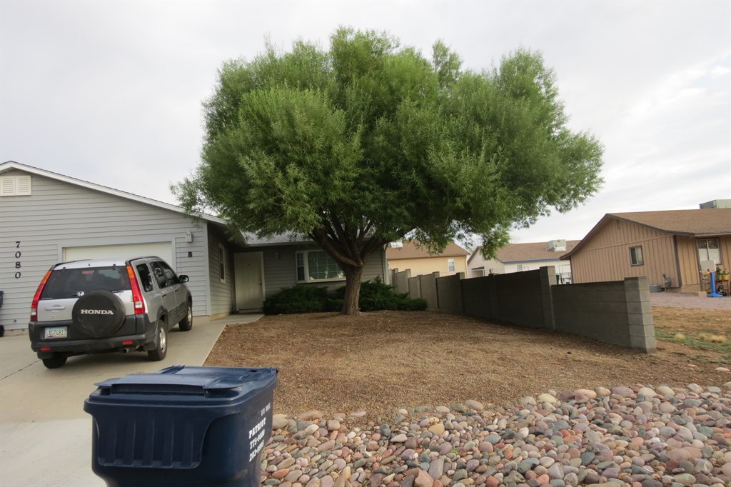Tree Removal