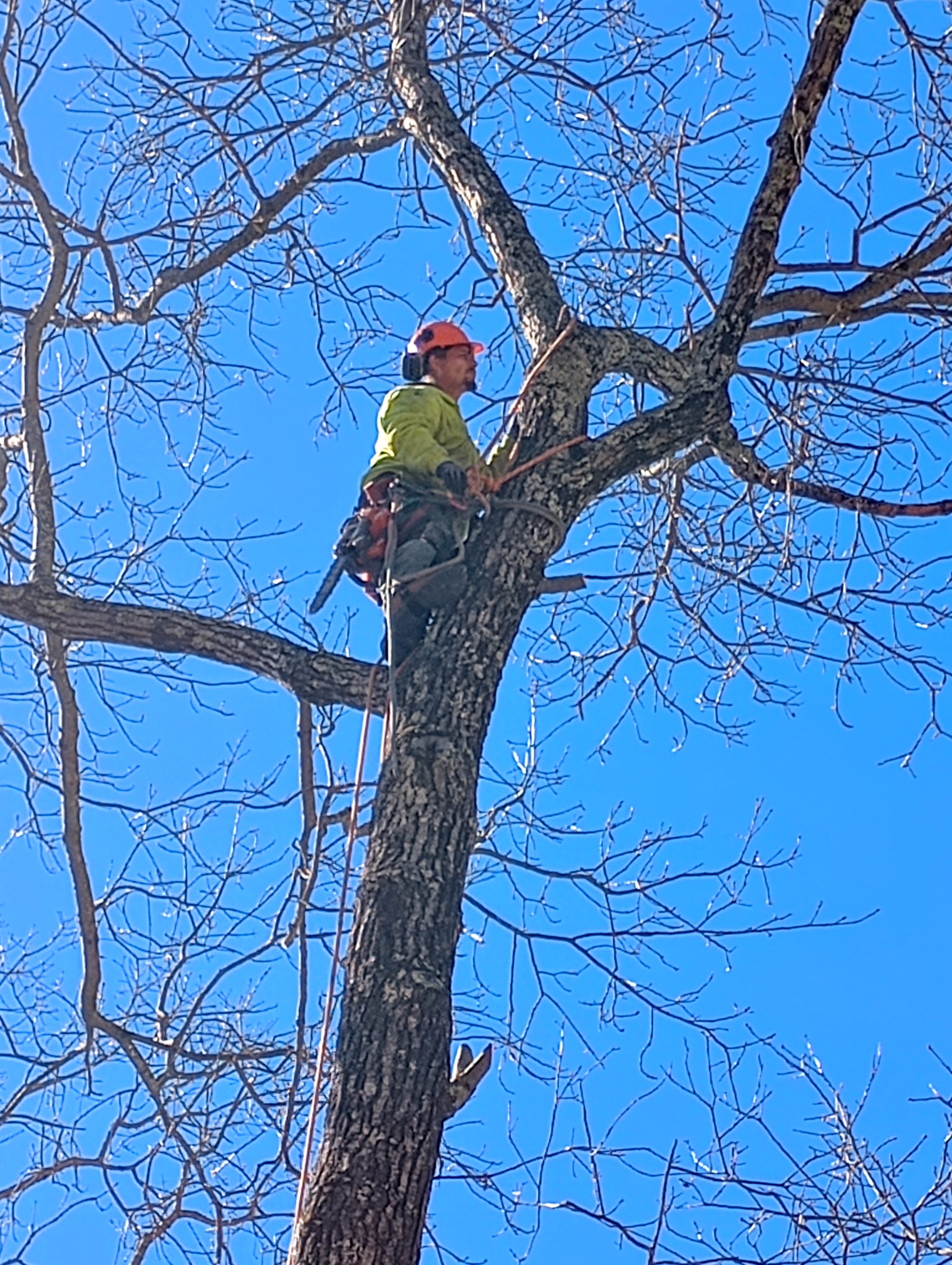 Avatar for A&D tree service