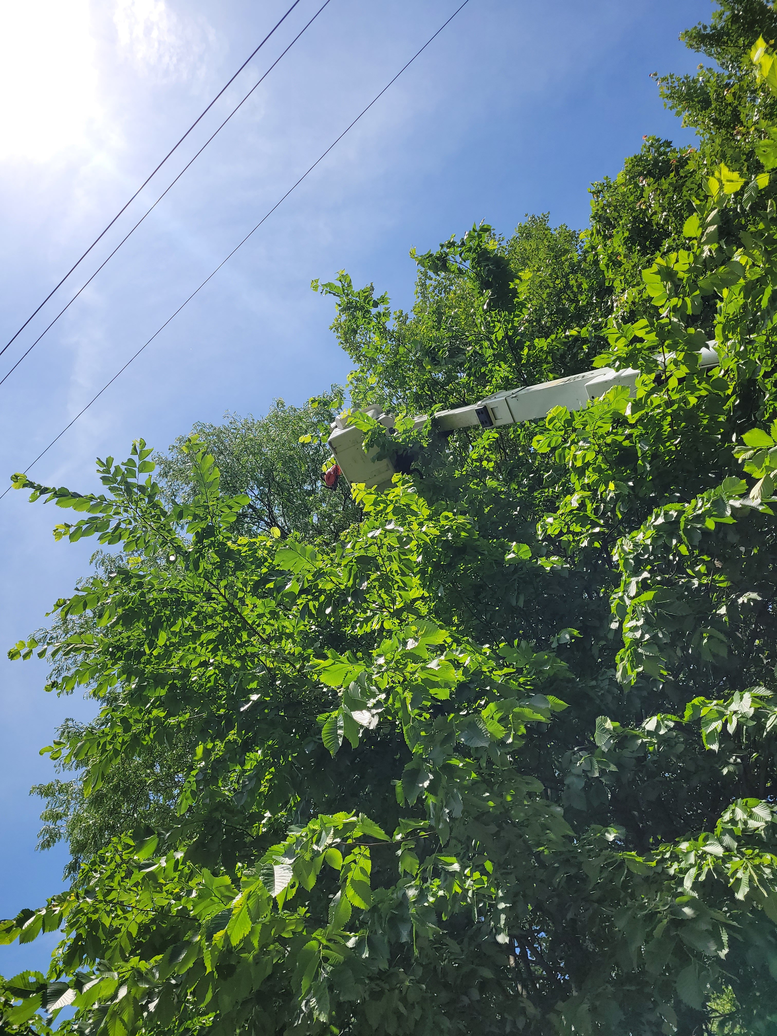 Avatar for Johnsons tree experts