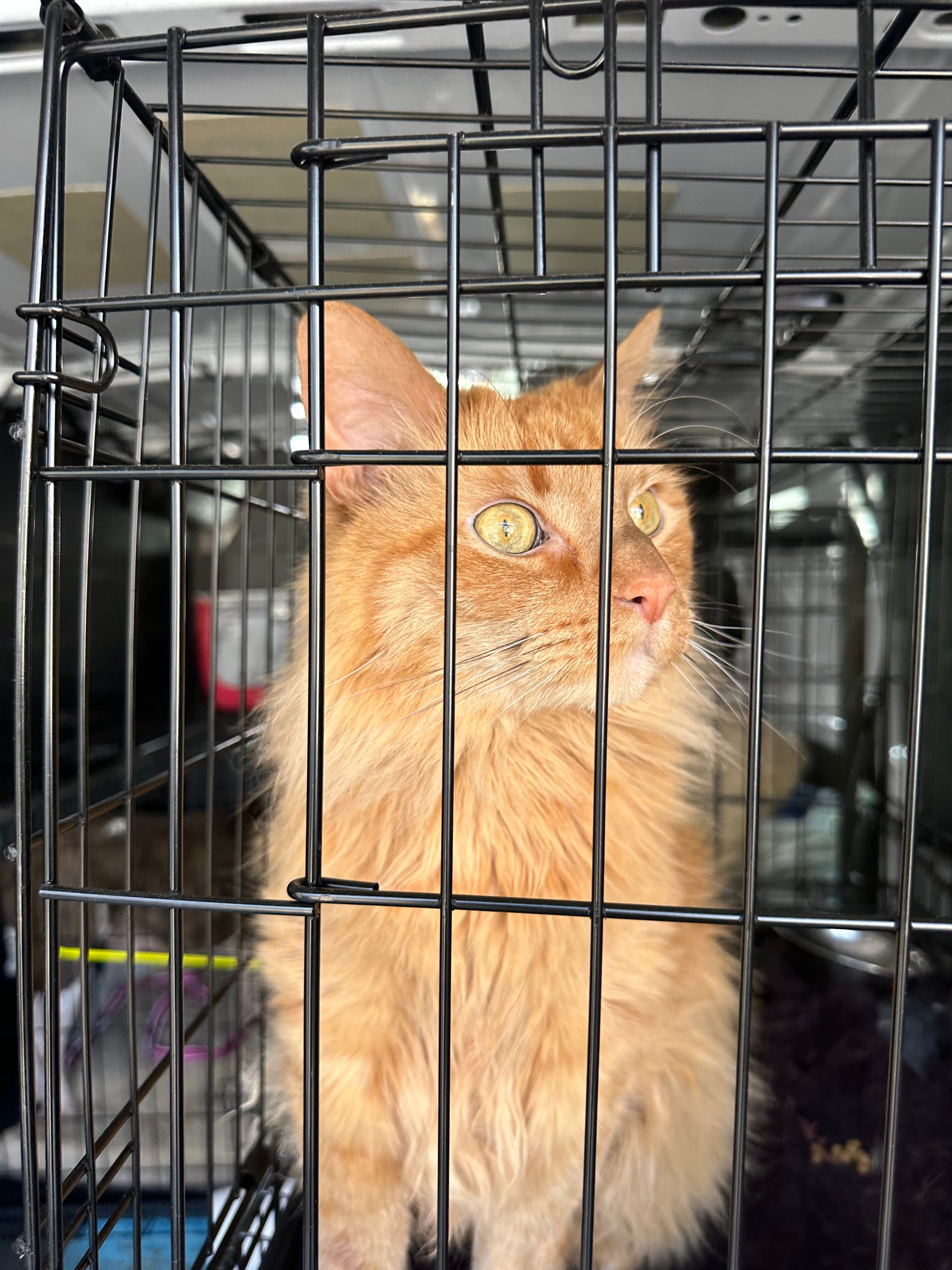 Avatar for Waggy Rovers