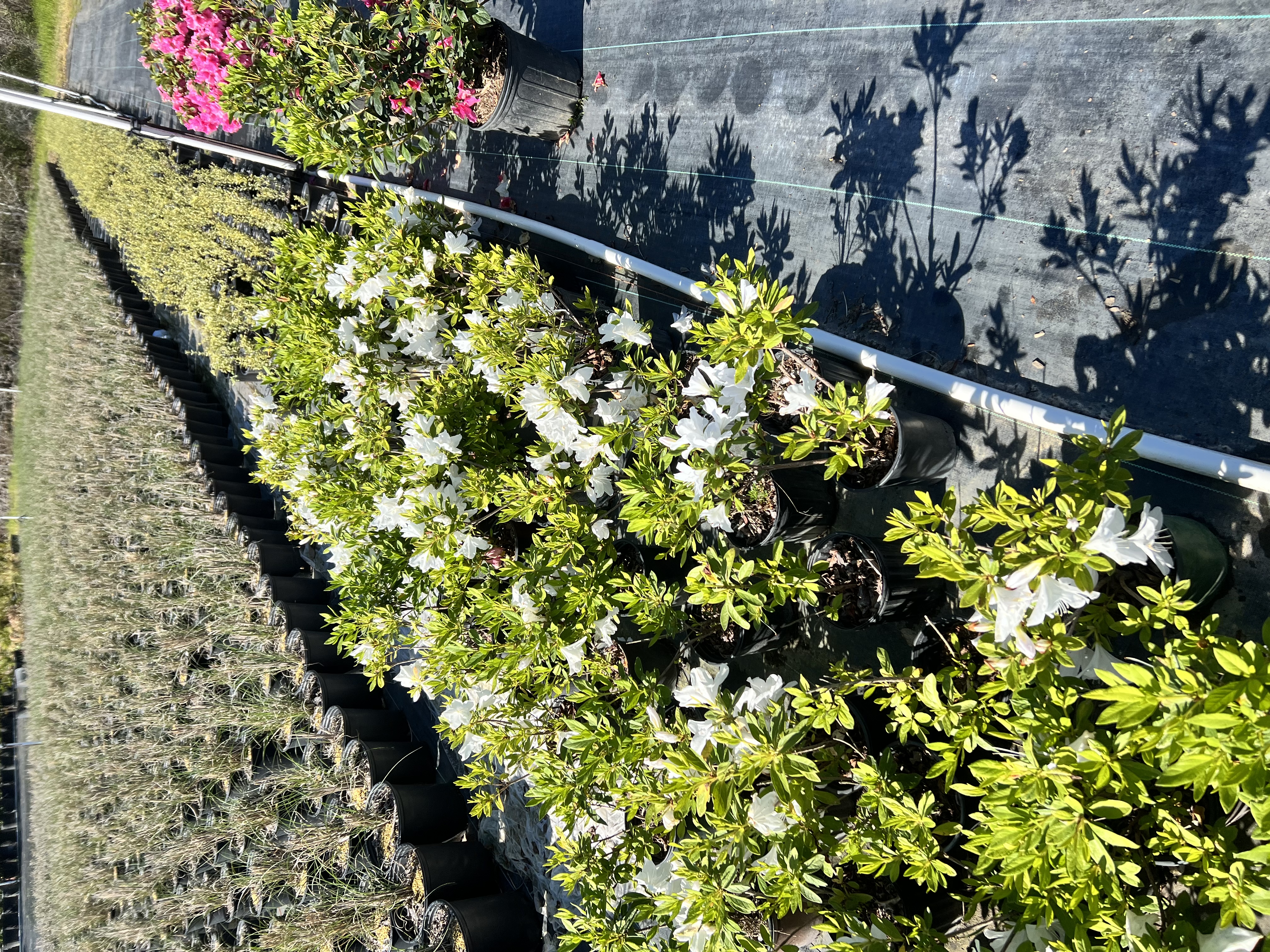 Avatar for Manshack’s bushes and lawn care