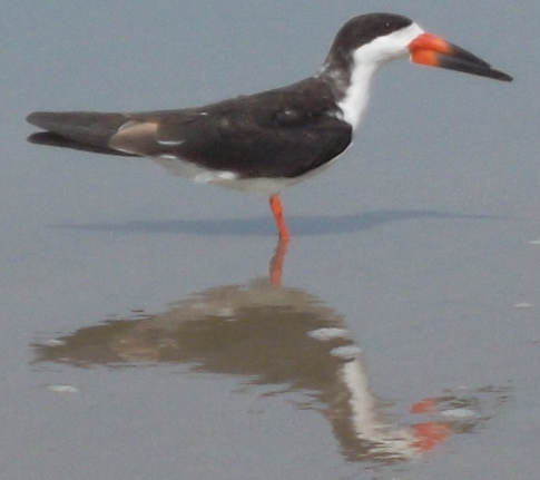 Avatar for Carova Cottages