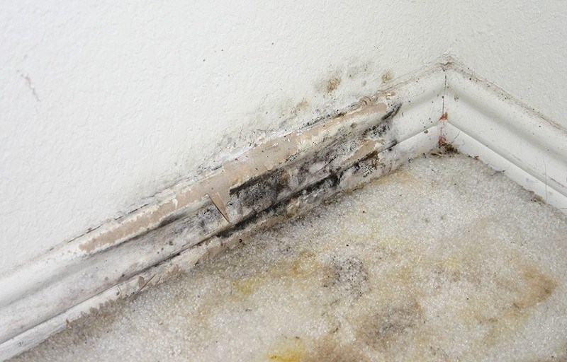 Mold Damage