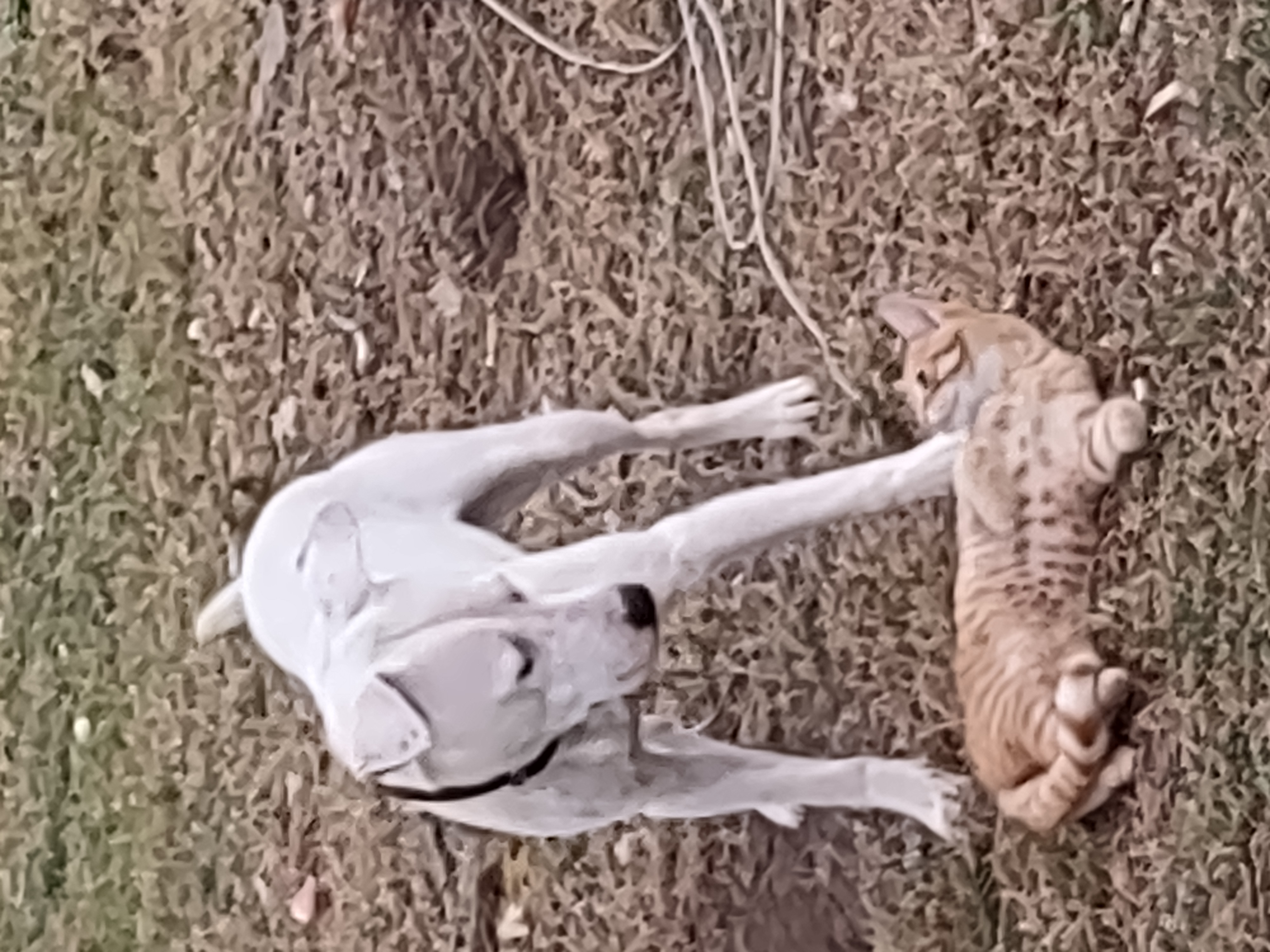 Avatar for Slinging sam