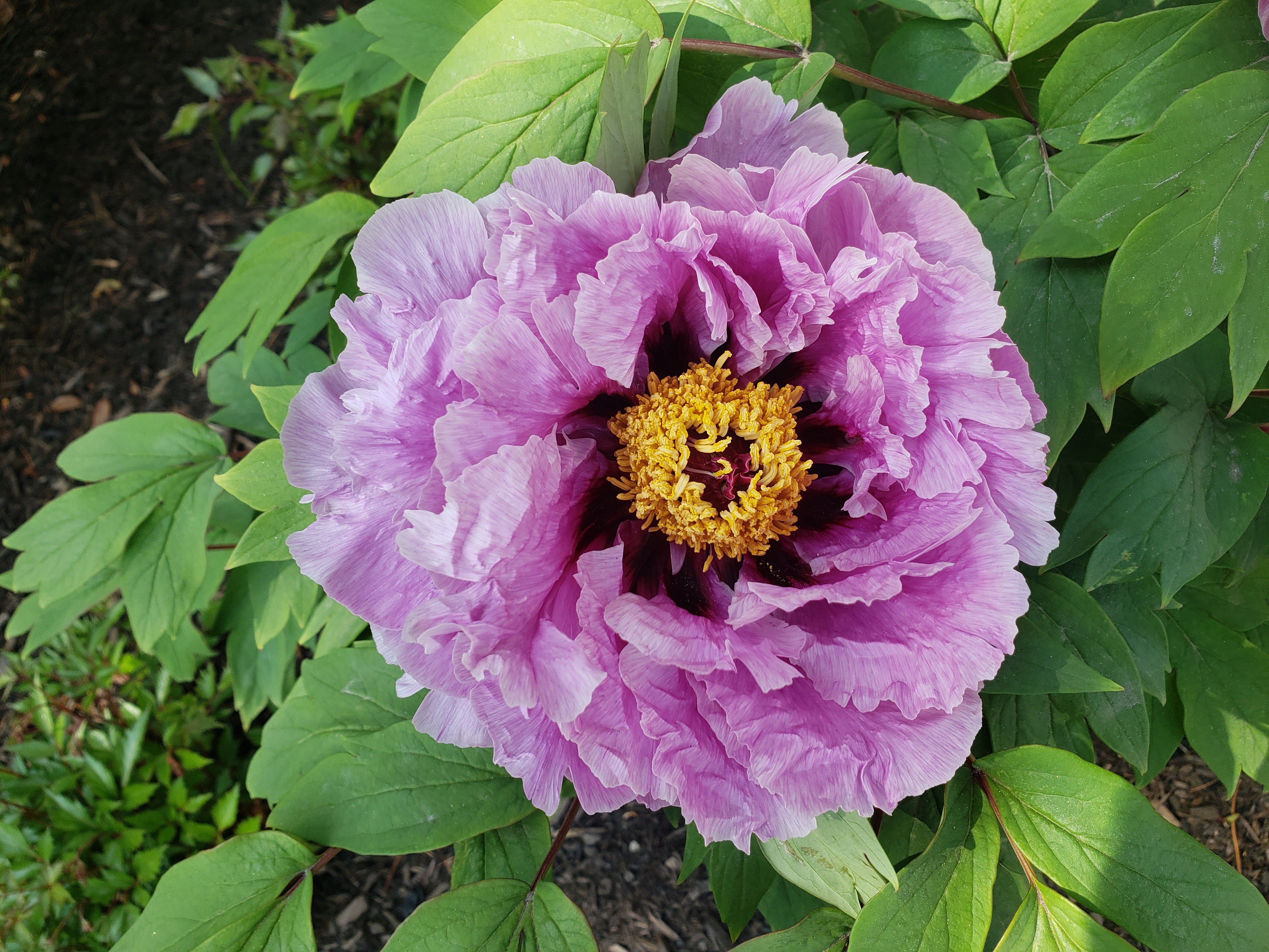 Avatar for Songbird Landscape Solutions 