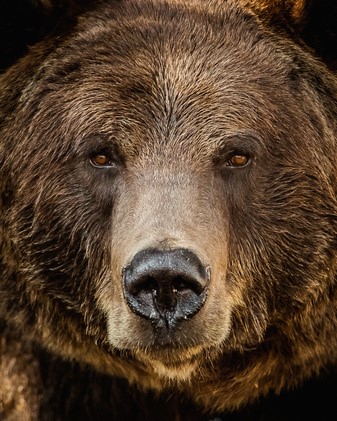 Avatar for Aspen Moving Co., L.L.C