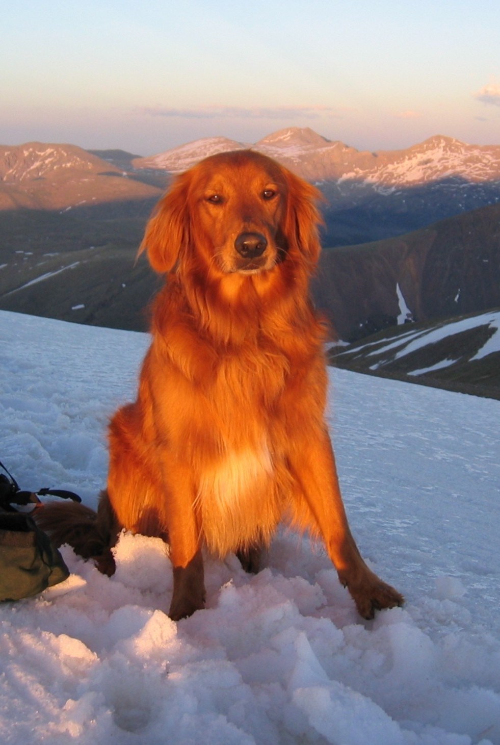 Logo for Alpenview Veterinary Hospital