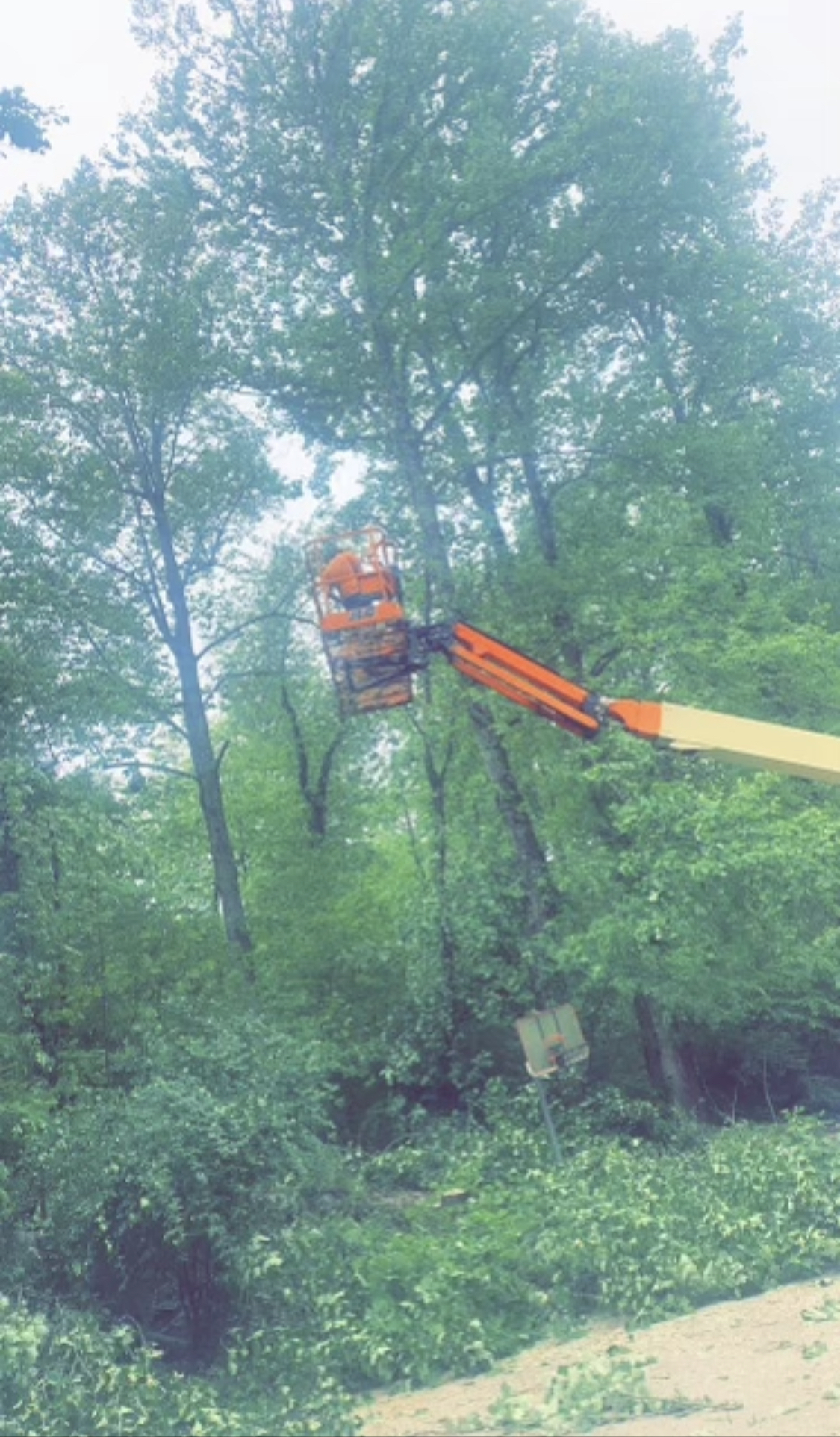 Avatar for T's Tree and Land Management