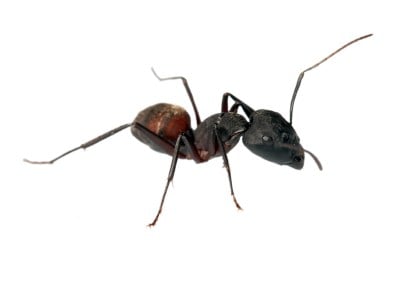 Avatar for Ampm exterminators