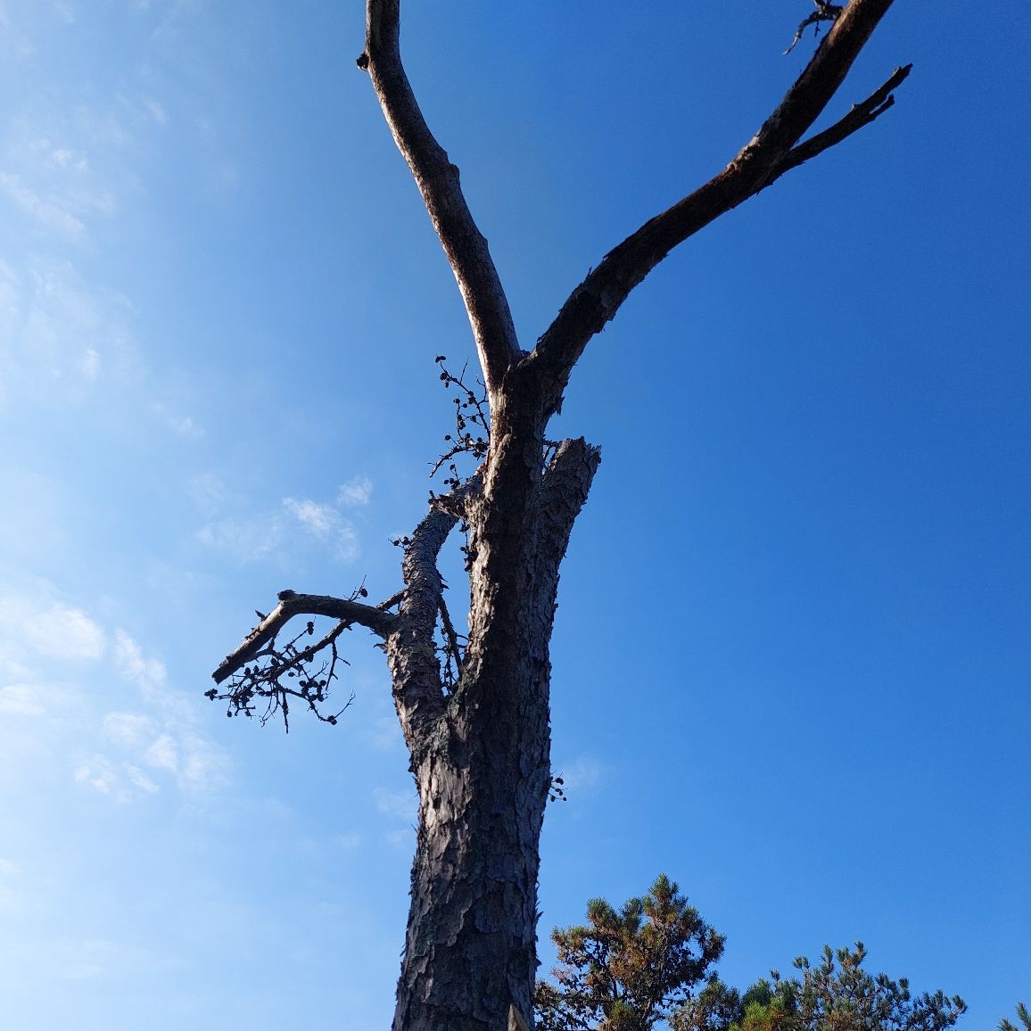 Avatar for Lopez Tree Service