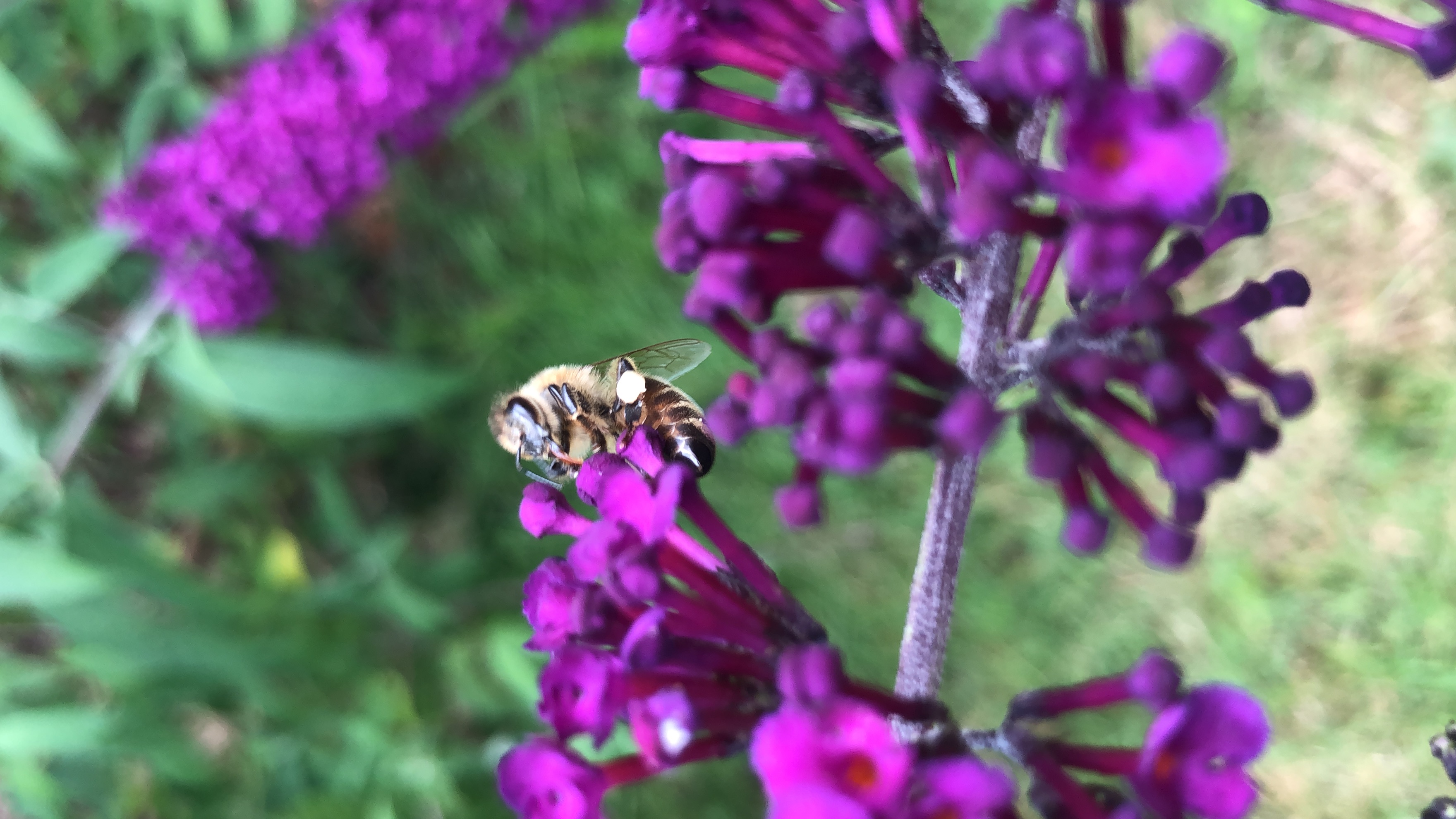 Avatar for Common Ami Apiary