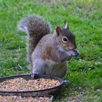Avatar for Georgia Squirrel Removal