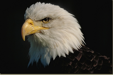 Eagle Eye Pest control logo
