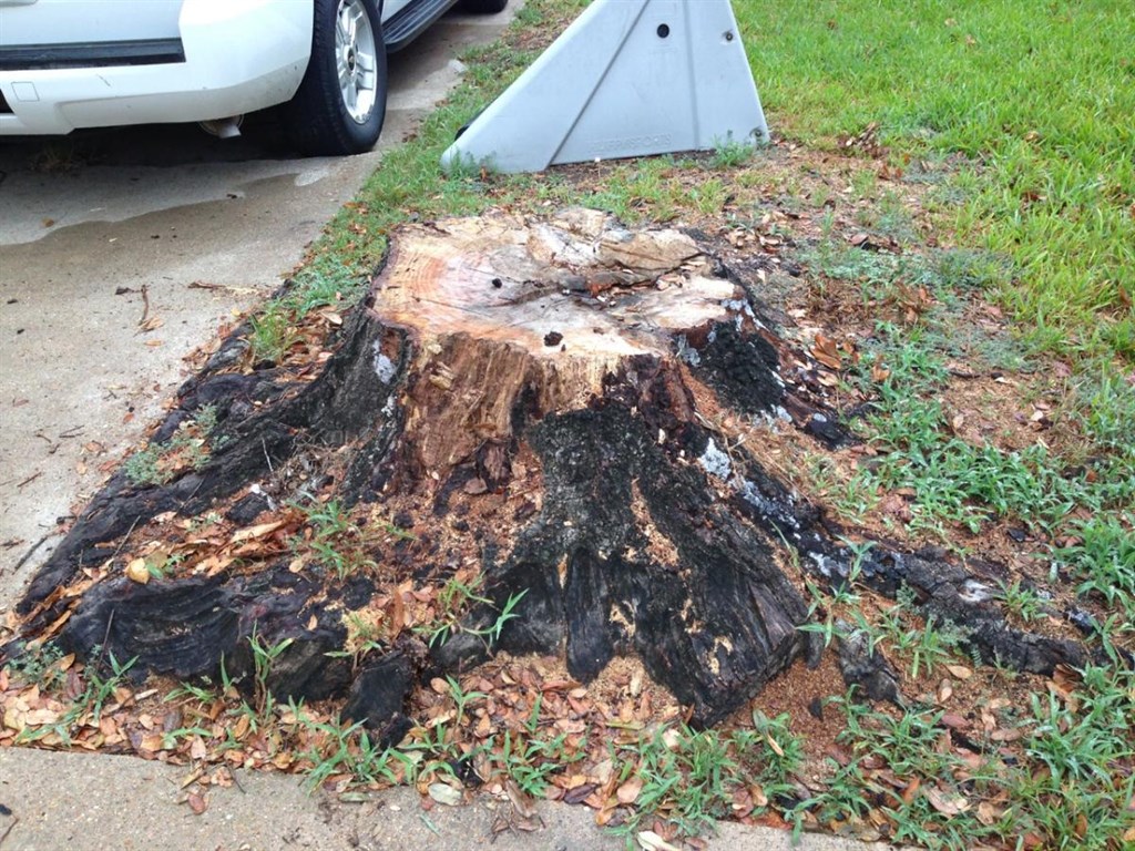 8 Ft. Stump