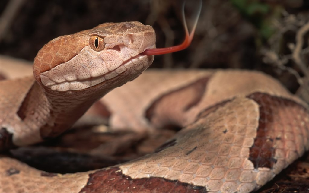 Copperhead Snake