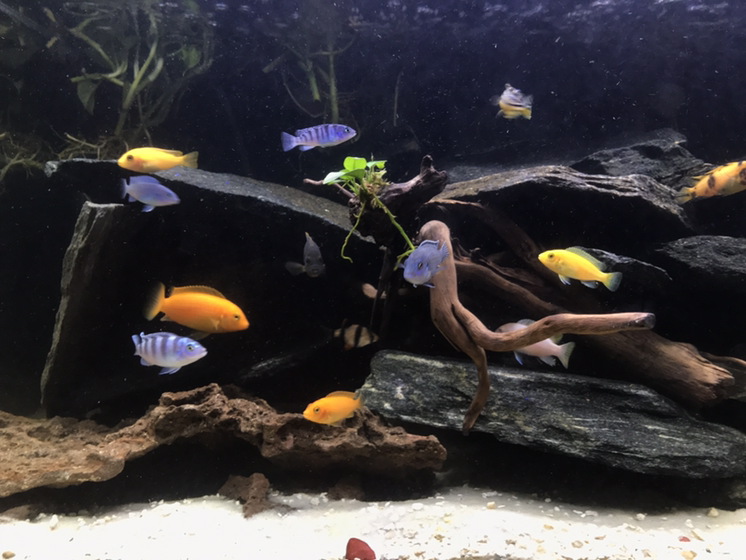 Avatar for Coco's aquarium Service